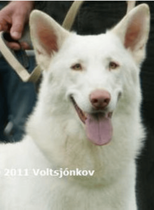 Saarloosův vlčák – Barevné varianty SAV (foto 7)