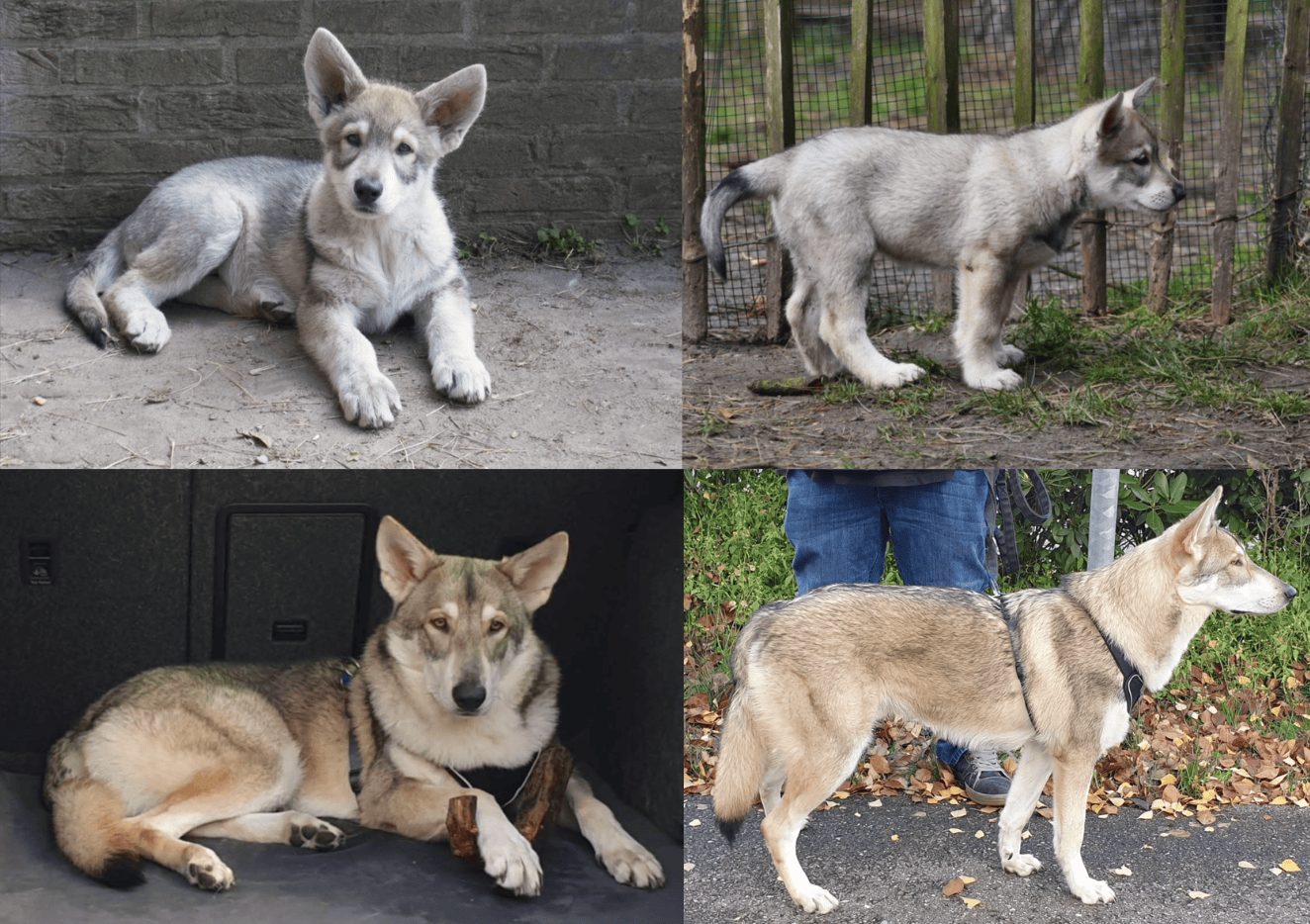 Saarloosův vlčák – Barevné varianty SAV (foto 15)
