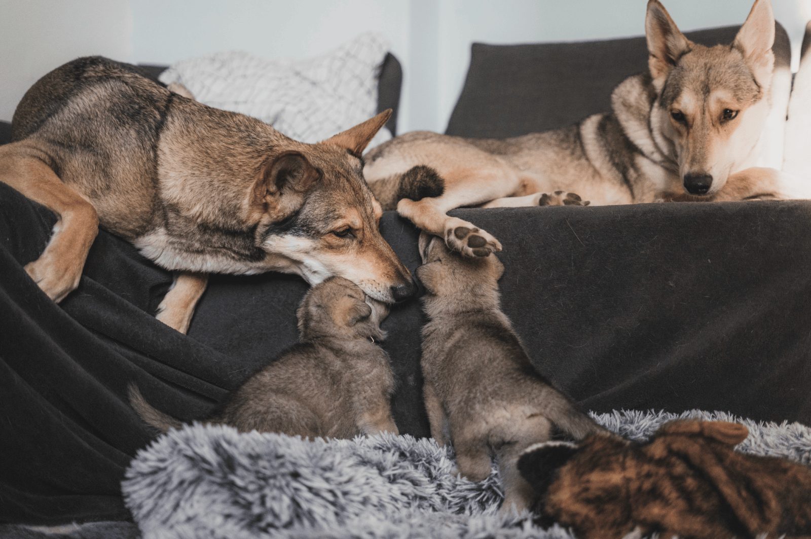 Saarloosův vlčák – Raná socializace štěňat (foto 4)