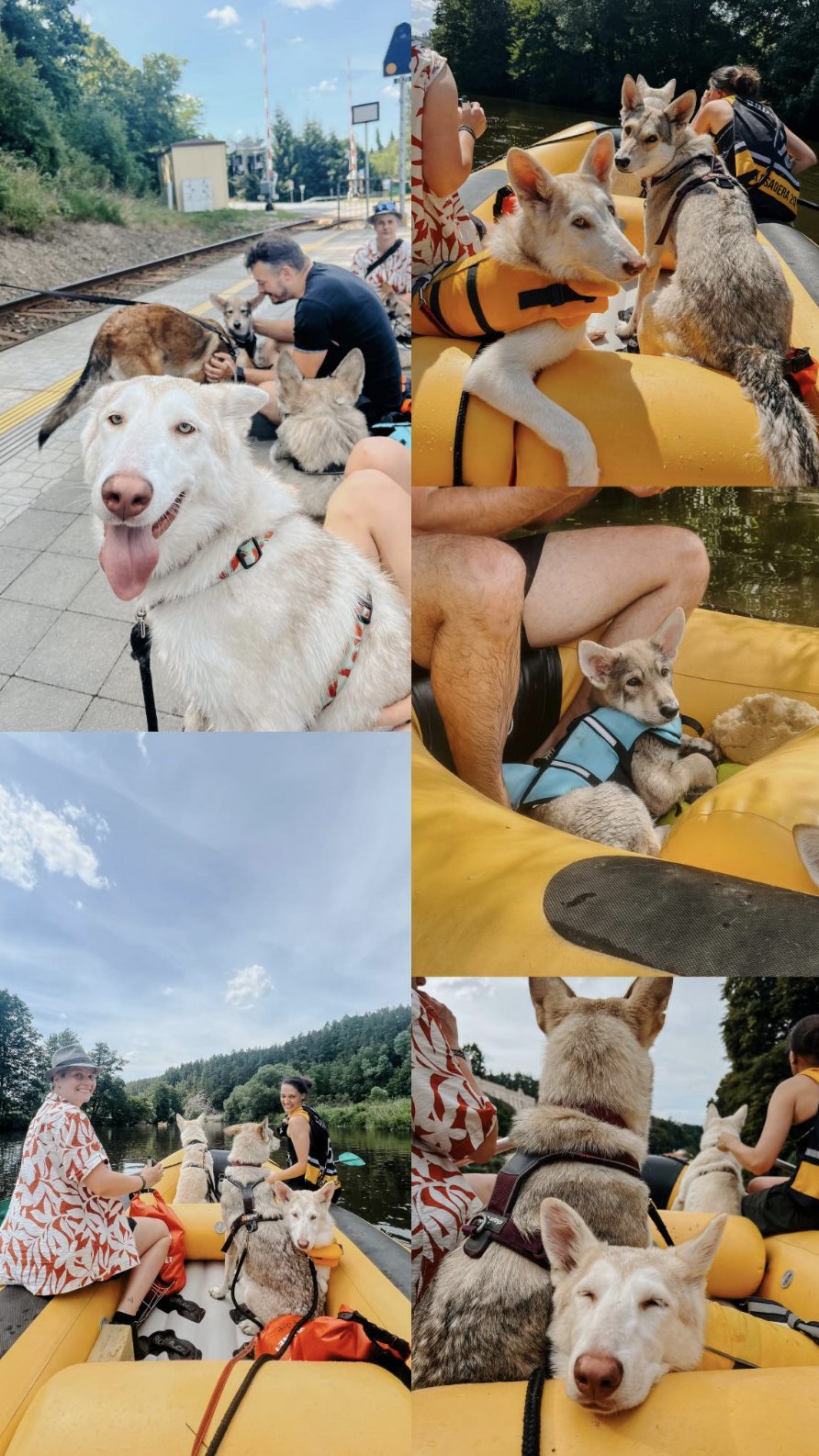 Saarloosův vlčák – Co vědět před pořízením SAV (foto 4)